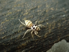 Salticidae