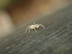 Salticidae