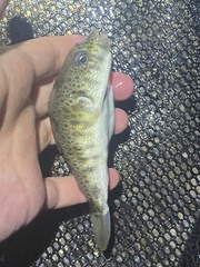 Tetractenos hamiltoni