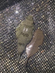 Tetractenos hamiltoni