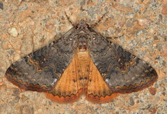 Tytroca metaxantha