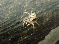 Salticidae