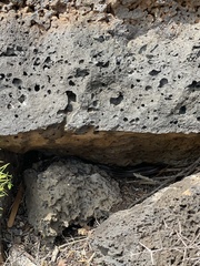 Pseudalsophis steindachneri