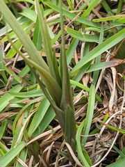 Zeuxine strateumatica