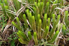 Phlegmariurus sieberianus