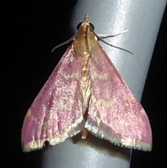 Pyrausta signatalis