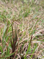 Zeuxine strateumatica