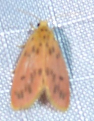 Miltochrista parallelina