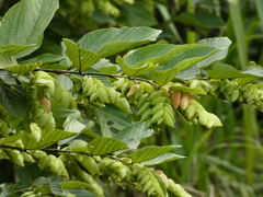 Flemingia strobilifera