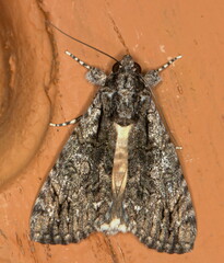 Ulotrichopus tinctipennis