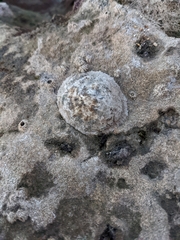 Patella caerulea