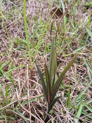 Zeuxine strateumatica