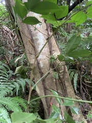 Archidendron lucidum