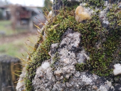 Tortula muralis muralis