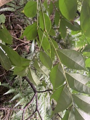 Archidendron lucidum