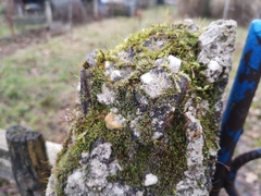 Tortula muralis muralis