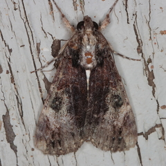 Ulotrichopus primulina