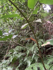 Archidendron lucidum