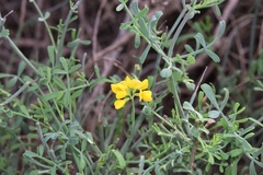 Coronilla juncea