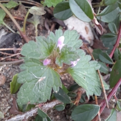 Lamium hybridum