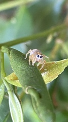 Cotinusa