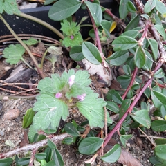 Lamium hybridum