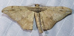 Hyposidra infixaria