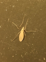 Trichocera
