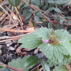 Lamium hybridum