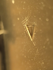 Trichocera