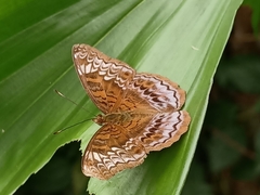 Lebadea martha parkeri