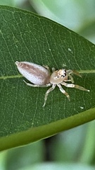 Cotinusa