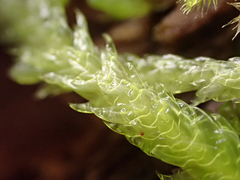 Plagiothecium undulatum