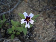 Jamesbrittenia racemosa