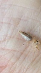 Cotinusa