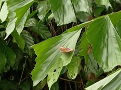 Lebadea martha parkeri