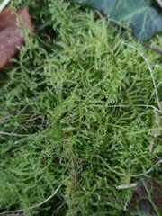 Kindbergia praelonga