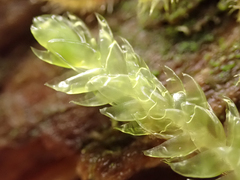 Plagiothecium undulatum