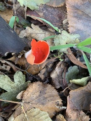Sarcoscypha coccinea