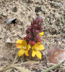 Alectra orobanchoides