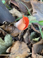 Sarcoscypha coccinea