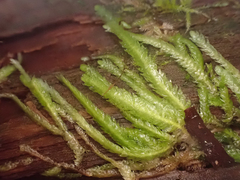 Plagiothecium undulatum