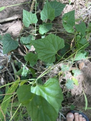 Zehneria scabra