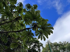 Cecropia obtusifolia