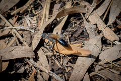 Sphecinae
