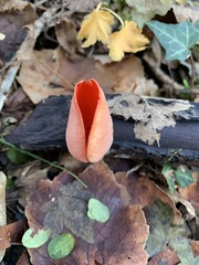 Sarcoscypha coccinea