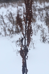 Rumex aquaticus