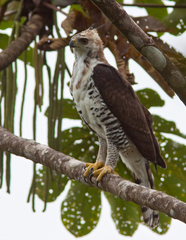 Spizaetus ornatus