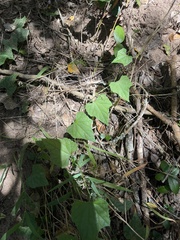 Zehneria scabra