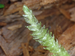 Plagiothecium undulatum